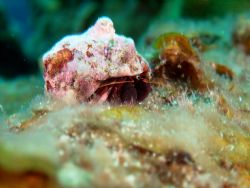 Hermit Crab off of Cayman Brac. This little guy was at th... by Stephen Wurfel 